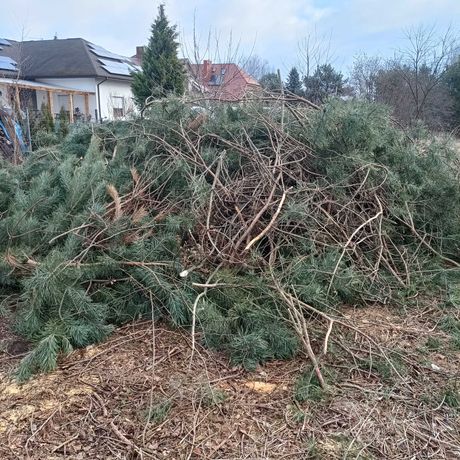 Gałęzie sosnowe z dwóch działek nieopodal siebie, ścięte za darmo.