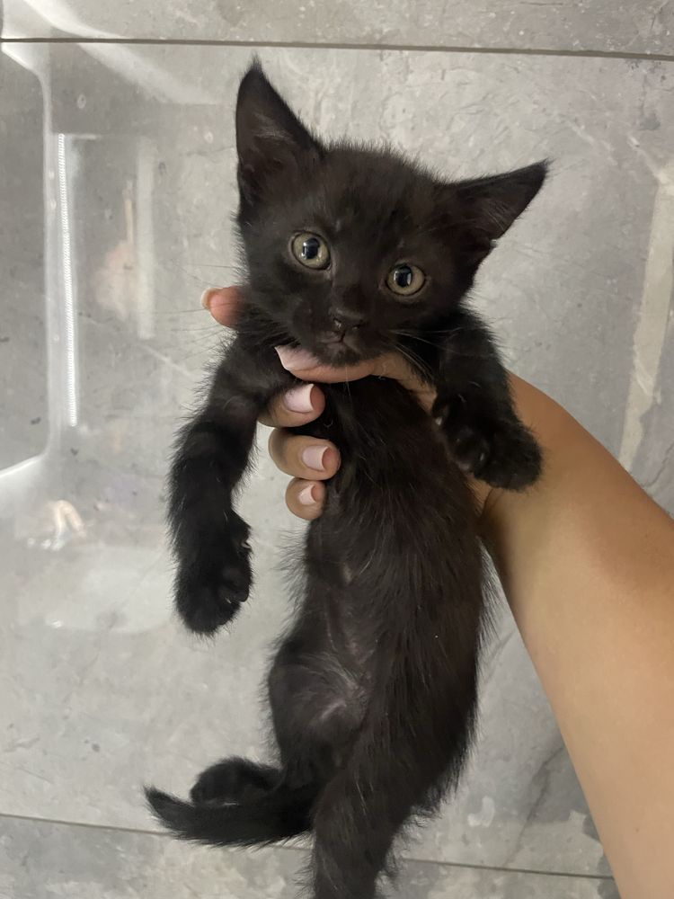 Котята безкоштовно