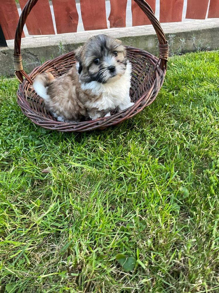 SHIHMAL, SHIH TZU, maltańczyk szczeniak