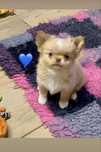 Chihuahua chlopczyk FCI