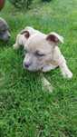 American Bully Standard