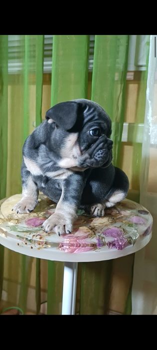 Мальчик французский бульдог