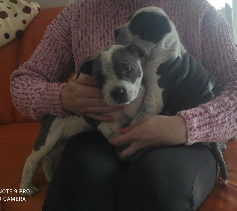 Amstaff rodowodowy blu