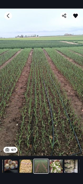 Czosnek Jarus wiosenny od Rolnika