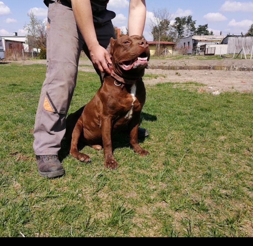 Reproduktor  PitBull Red Nose Pit Bull