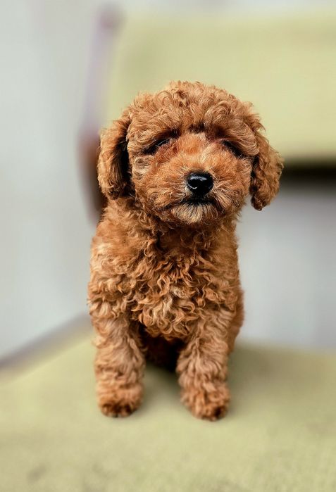 Piękny szczeniak pudla toy