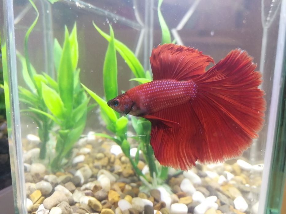 Червона Рибка Півник Betta Halfmoon red. Халф мун. Напівмісяць