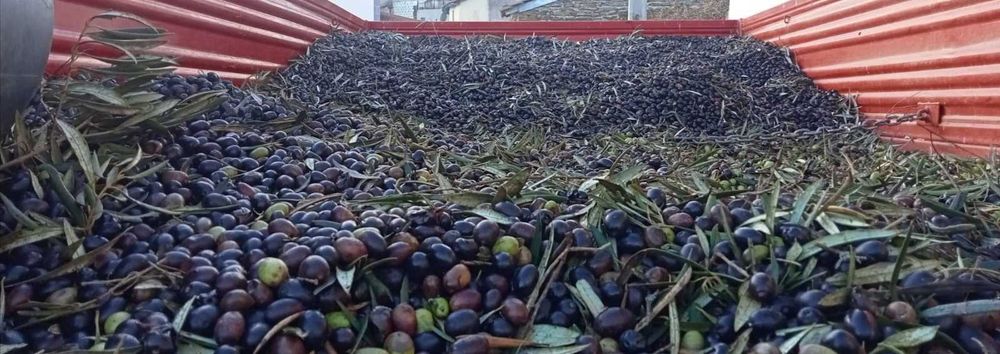 Azeite puro transmontano Mirandela 5L 45€