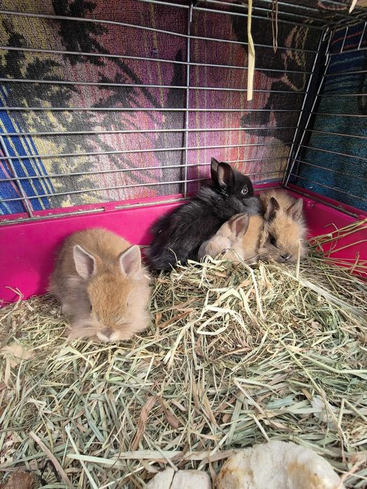 Królik miniaturka króliki