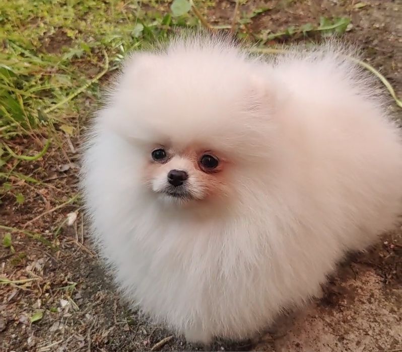 Білий промінчик щастя. Міні дівчинка шпіца