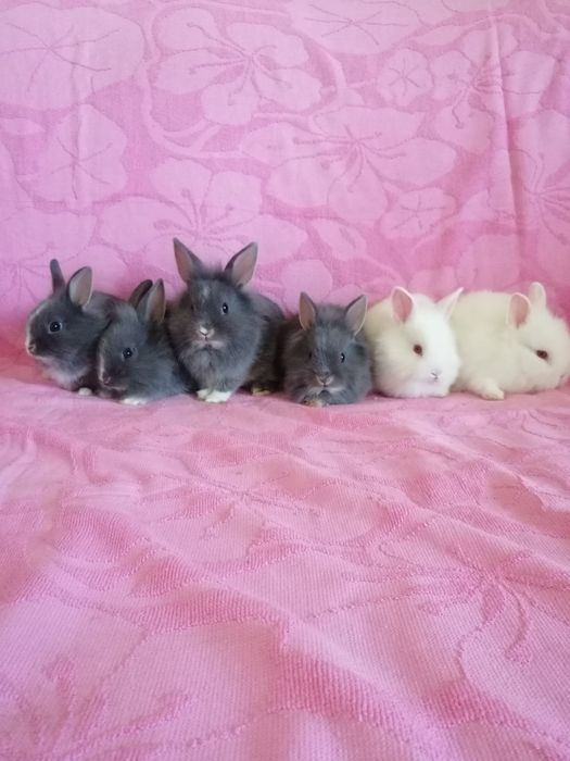 Króliczki karzełki króliczek karzełek