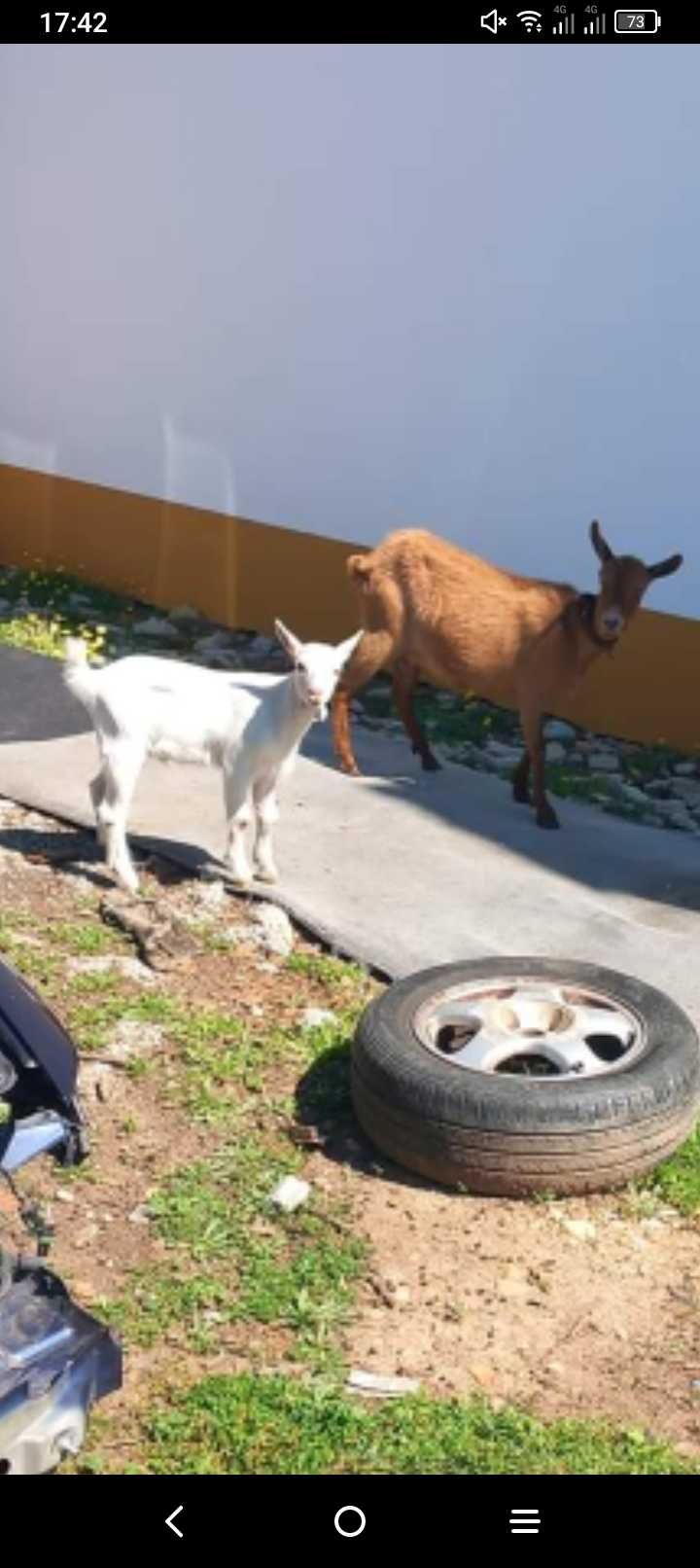 Tenho para venda os seguintes animais