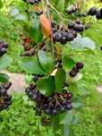 Aronia ekologiczna z własnej działki gospodarczej