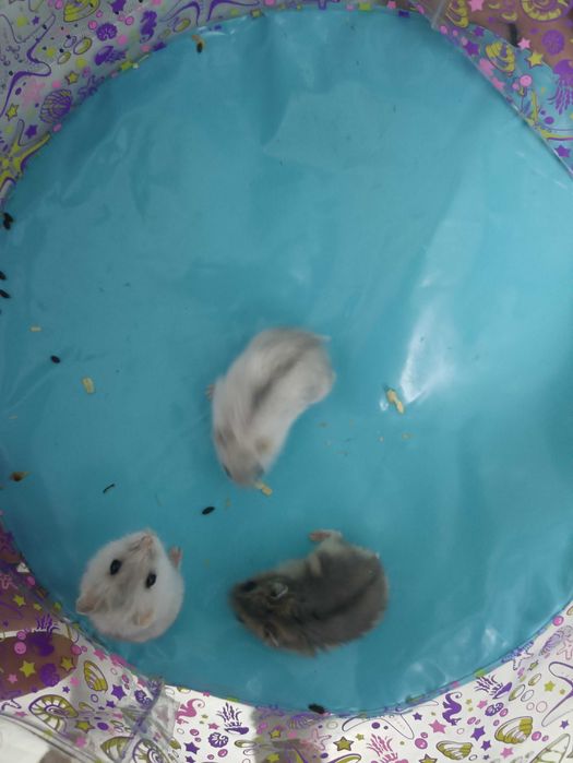 Хом'яки джунгарики