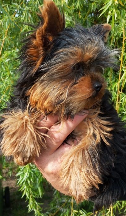 Szczeniak York Terrier. Miniaturka. Piesek