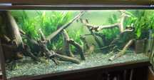 Mikrozorium oskrzydlone Microsorium pteropus okaz