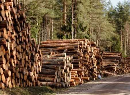 Продам дрова: дуб, ясень, сосна. Без предоплаты, быстрая доставка
