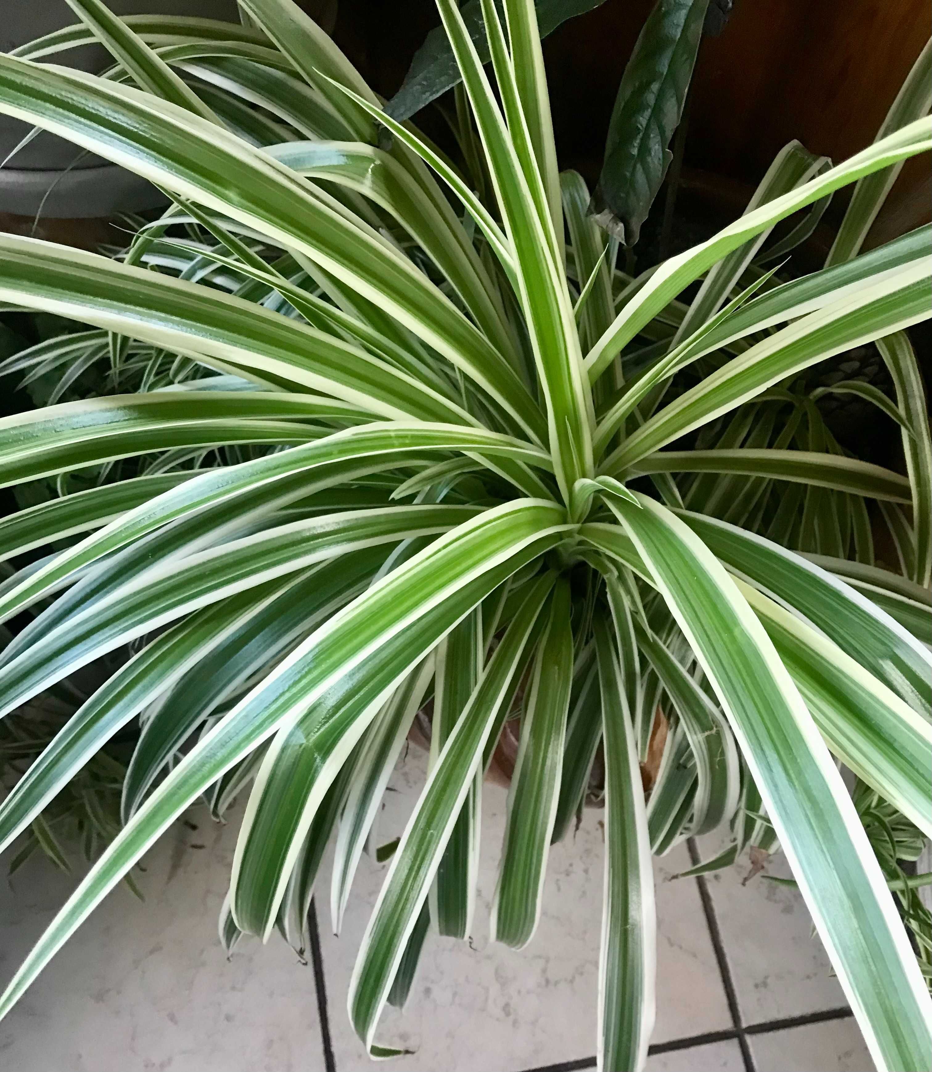 Chlorophytum Comosum 'Ocean' Zielistka - własne nadwyżki