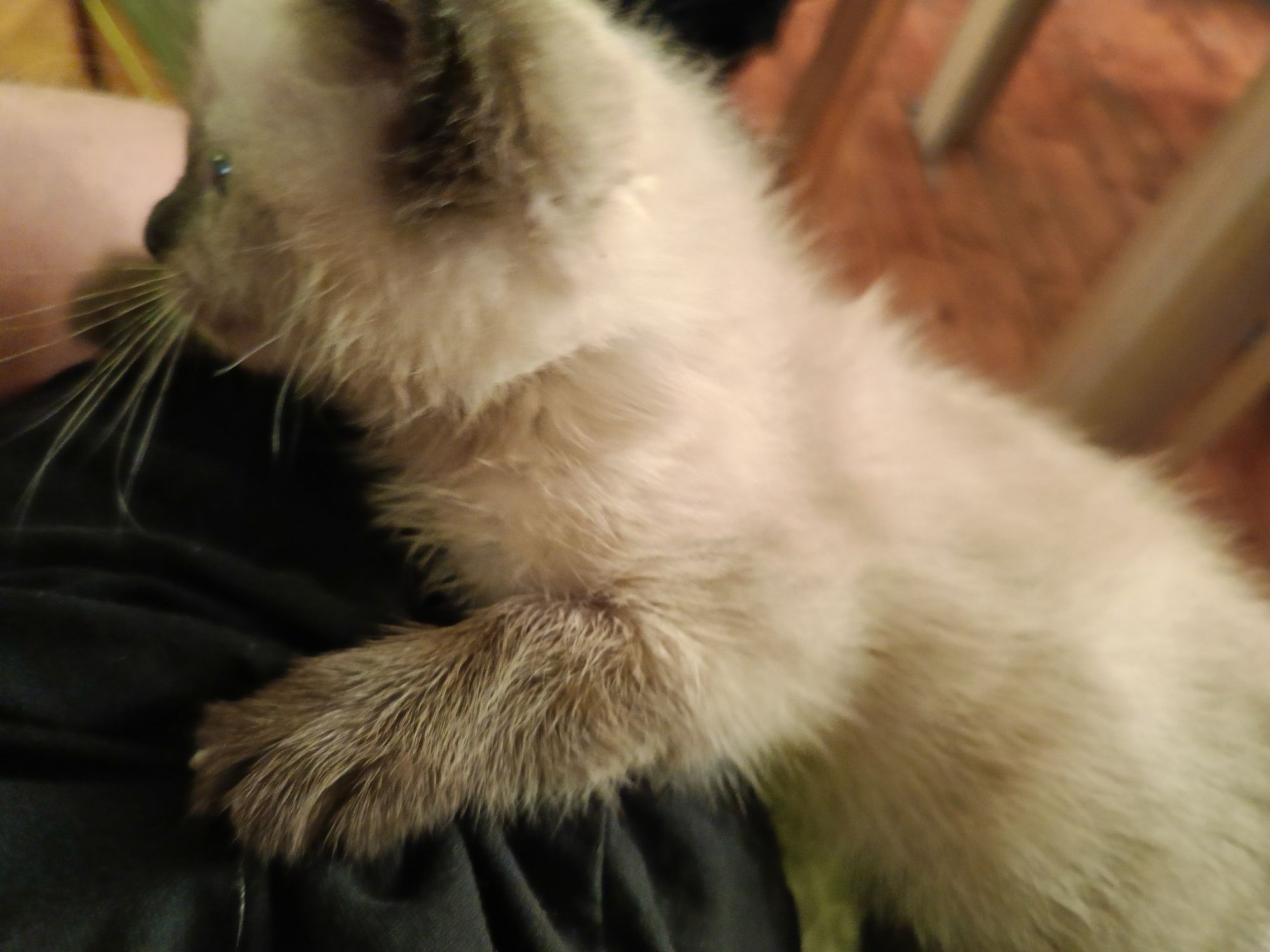 Kotek  kotka ragdoll zapraszam