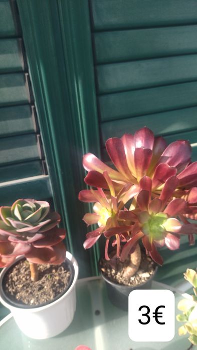 Aeonium  púrpura, interior e exterior