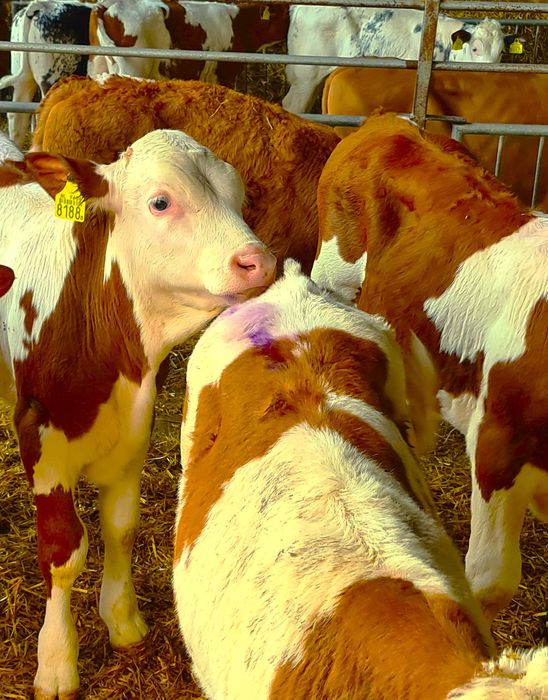 Byczki BBB Simental MM CB RW Samodzielne bezpośrednio z Holandii