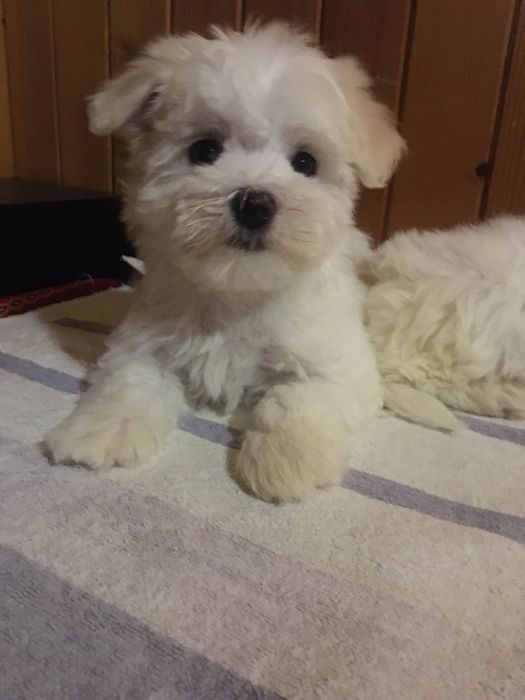 Мальтезе мальтійська балонка