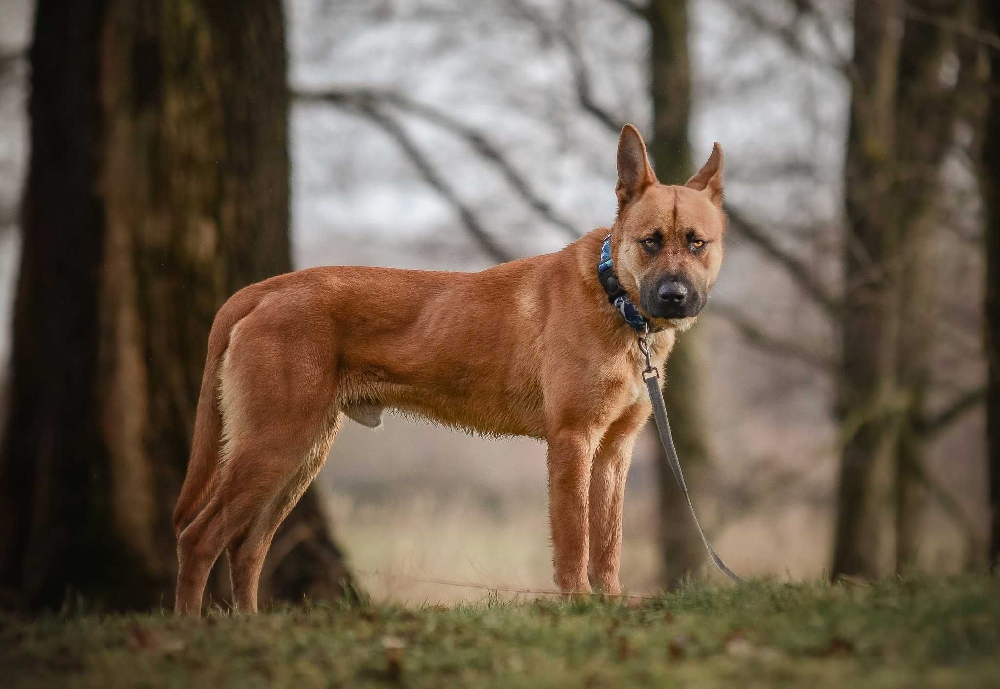 Baxter - energiczny psi psystojniak szuka domu z ogrodem ADOPCJA