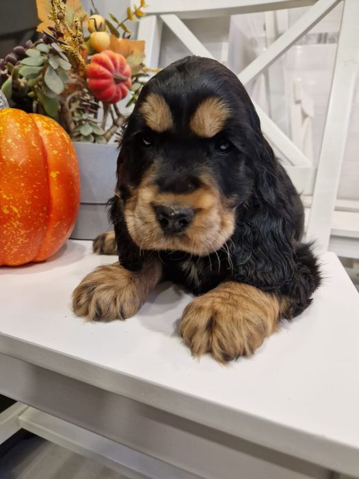 Cocker spaniel angielski