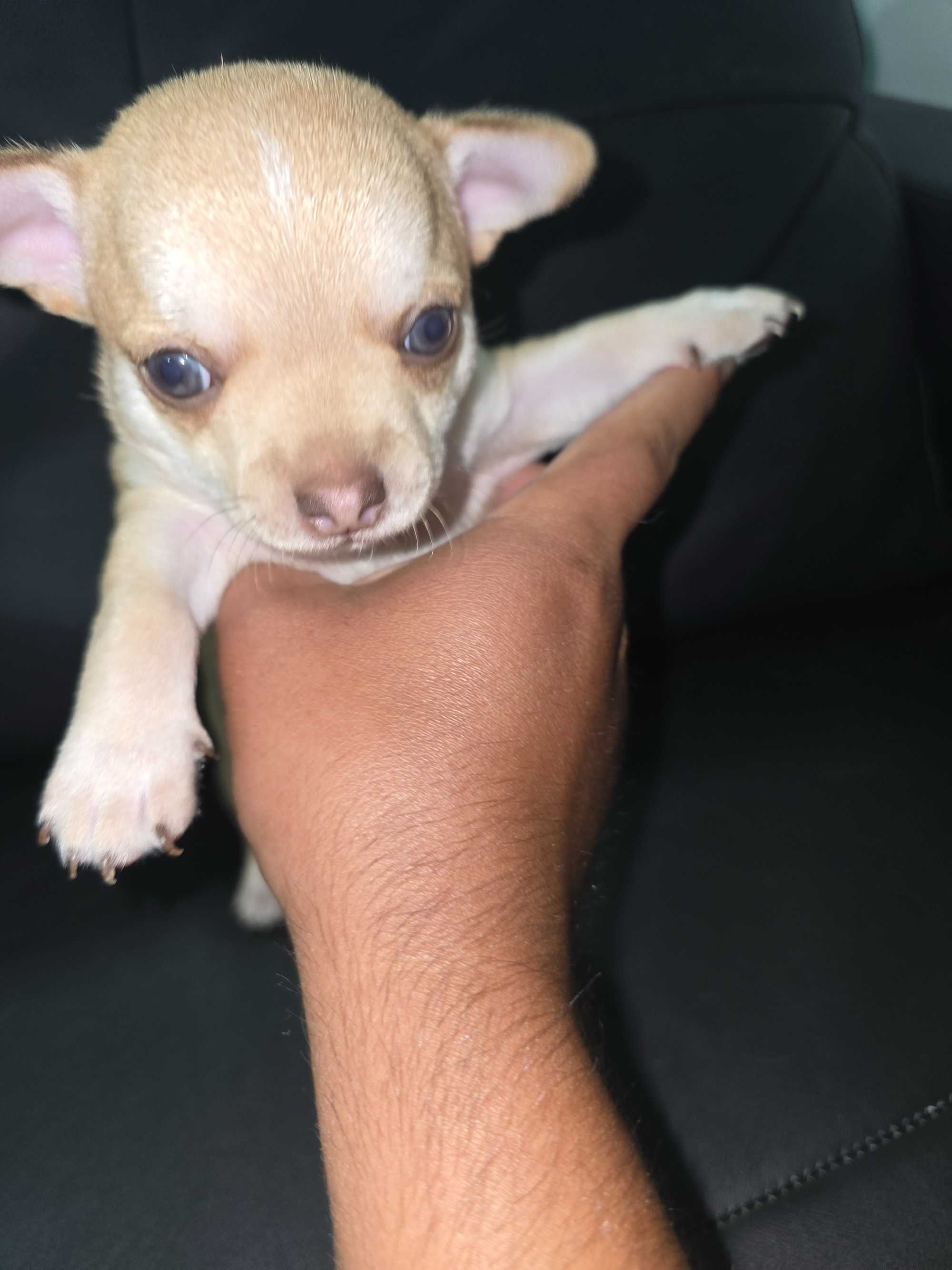 Mini  chihuahua cor exotica.