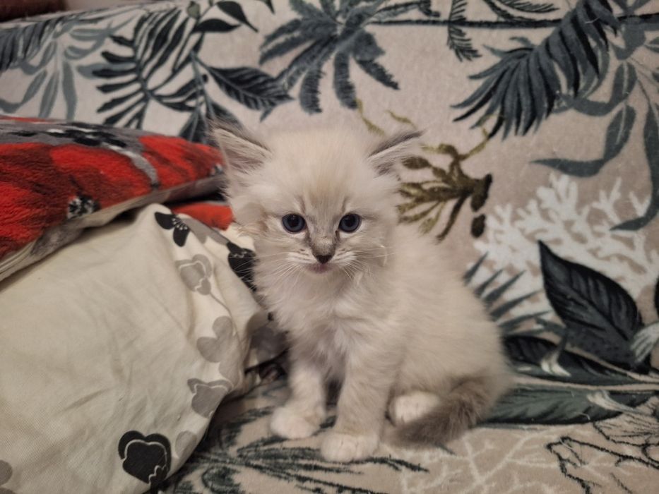 Ragdoll- chłopczyk blue point mitted lynx