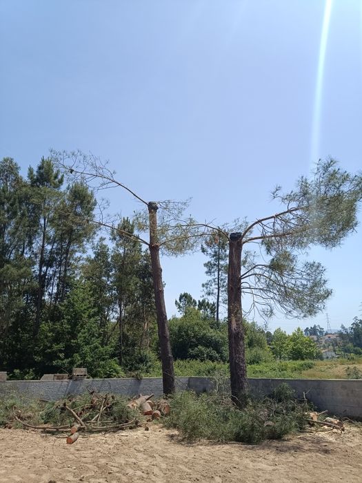 Limpeza terrenos abate, poda de árvores e aplicação de fitofarmacos