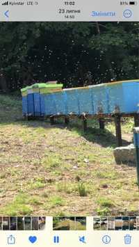 Продам бджолопакети, відводки