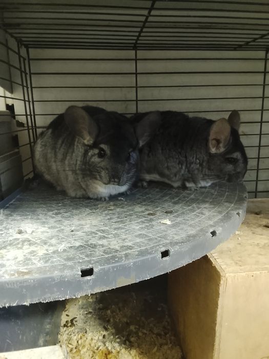 Szynszyla para standard