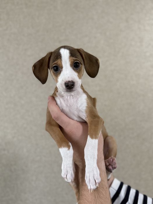 В добрые руки , отдам даром