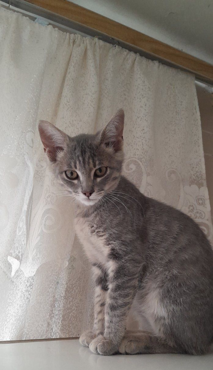 Маленький полосатый котёнок мальчик ищет дом! Котята! Отдам в хорошие
