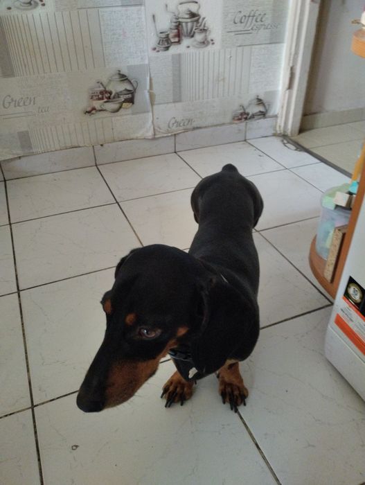 Шукаємо наречену-таксу