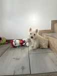 Śliczny piesek West Highland White Terrier