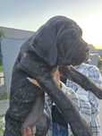 Cane Corso Magia Kaszub maluch po rodzicach FCI