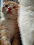 Котёнок веслоухий рыжий