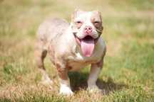 Suczka American bully choco merle