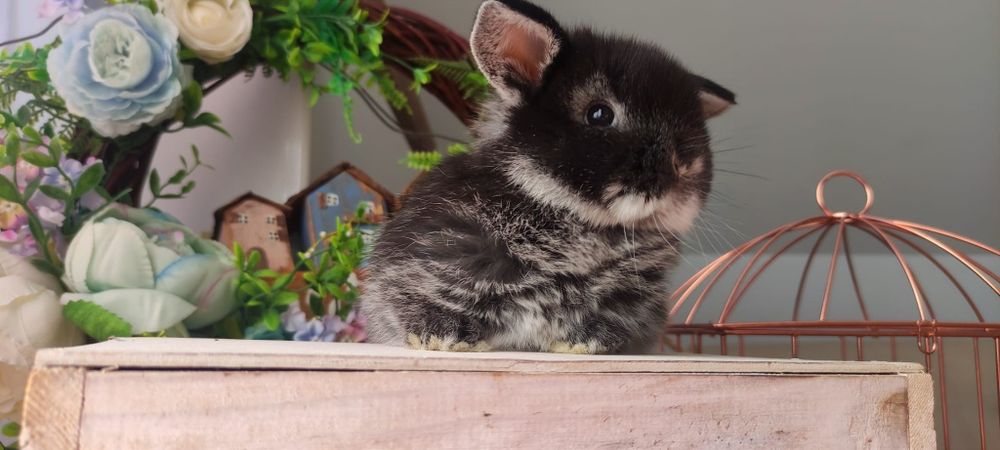 Królik Mini lop gotowe do odbioru