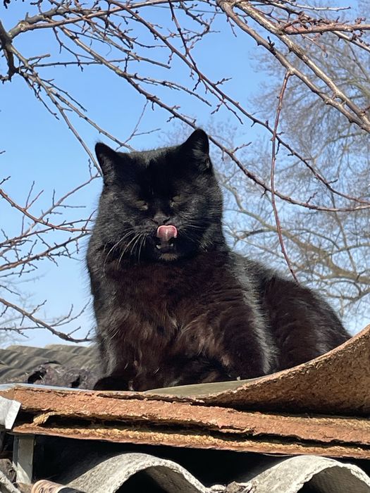 Кошка молодая метис британская черная