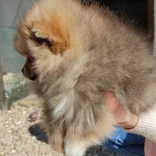 Spitz alemão anão Lulu da Pomerânia