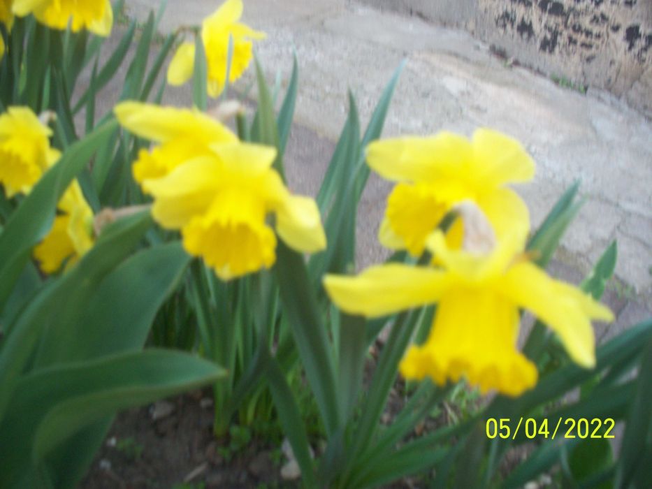 цветы - растения . Тюльпаны разные, нарциссы  желтые крупные