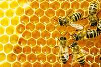 Соти бджолині продам