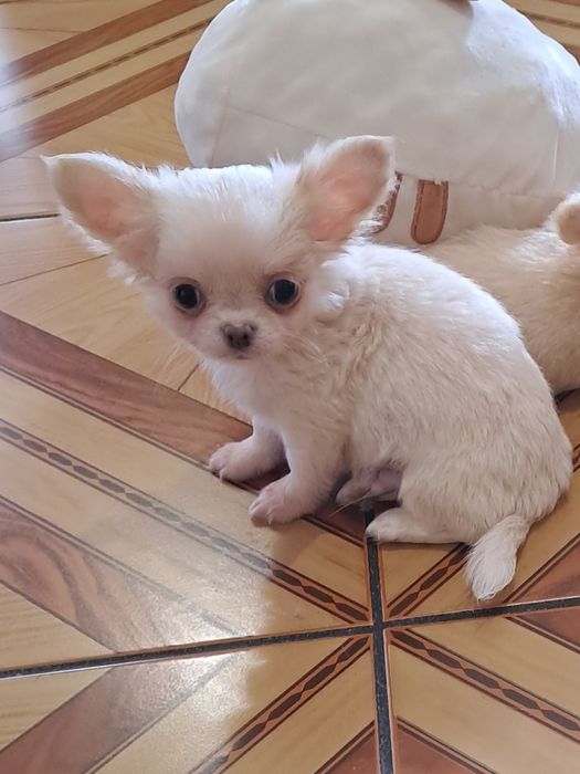 **PINIO**chihuahua piesek malutki długowłosy gotowy do odbioru