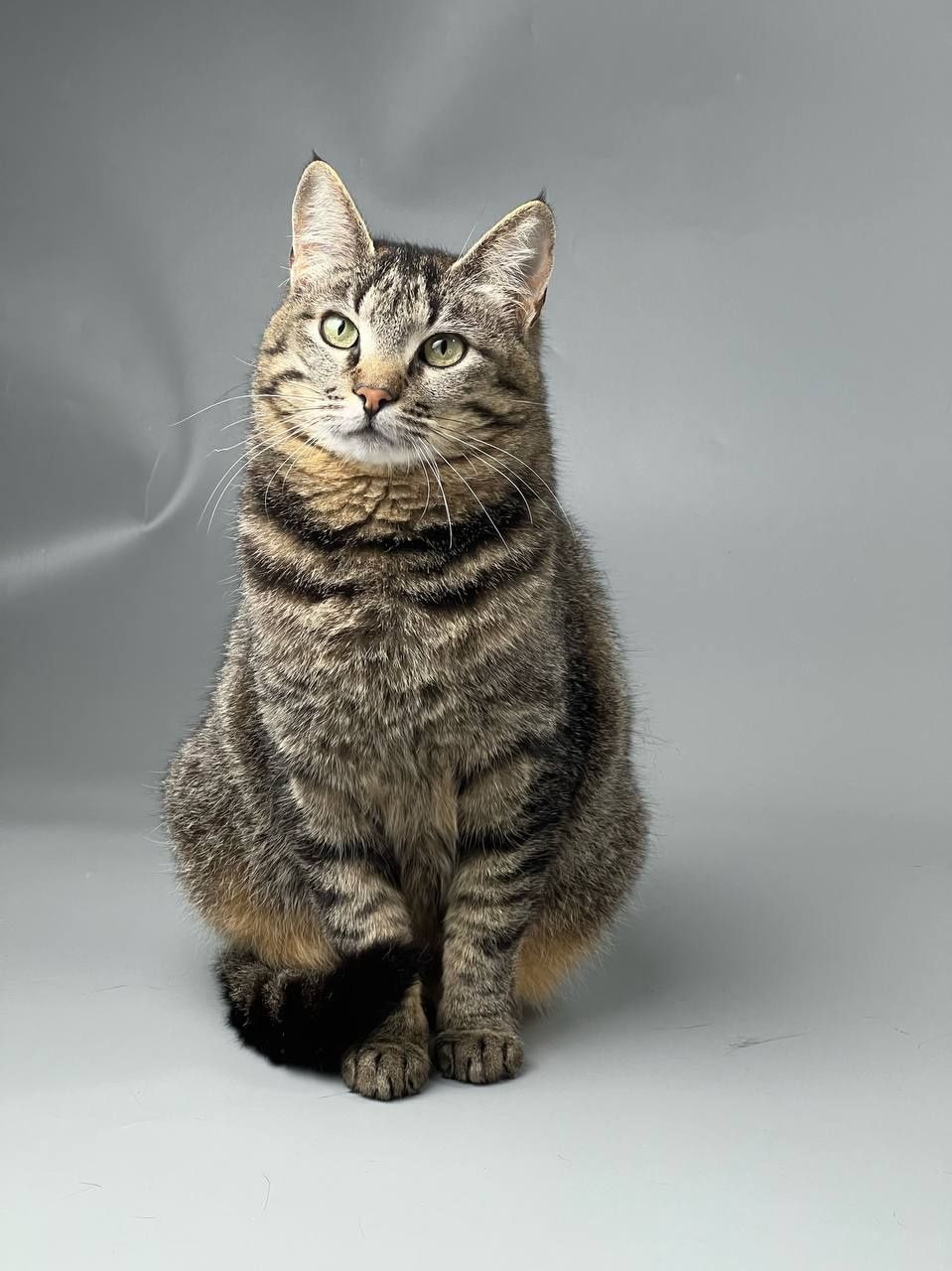 Котики ждут семьи