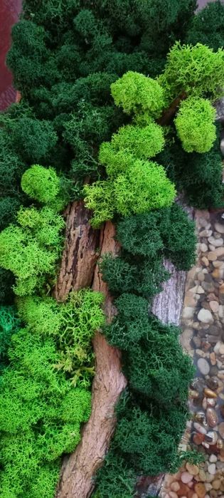 Obraz żywy . Mech chrobotek.  47 x36 w drewnianej ramie