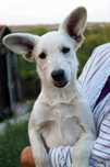 Milagros do adopcji sunia szczeniak 5 miesięcy