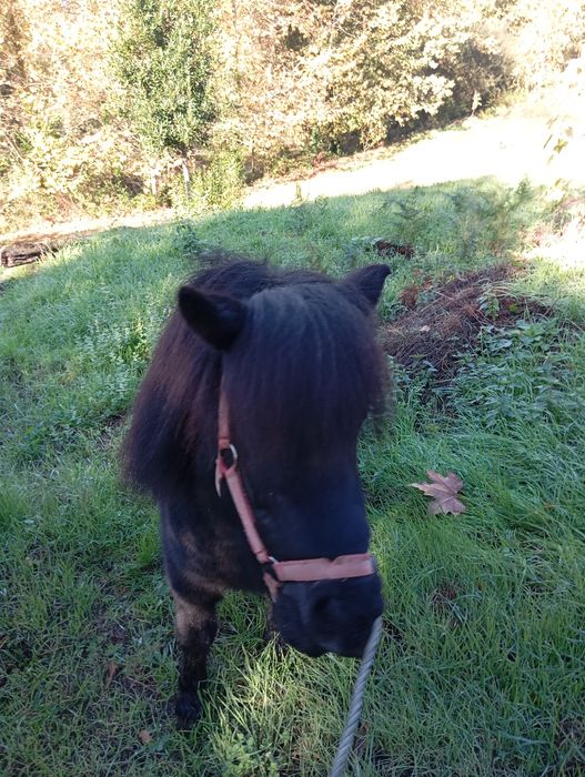 Vendo pônei Famea